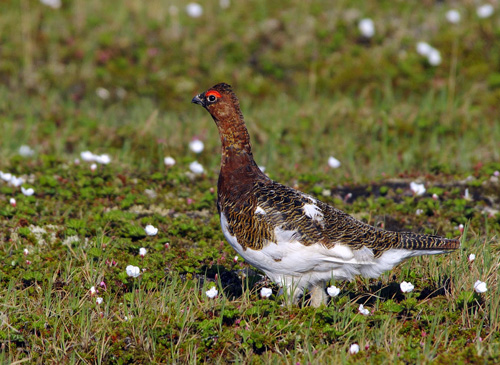 ����� ���������